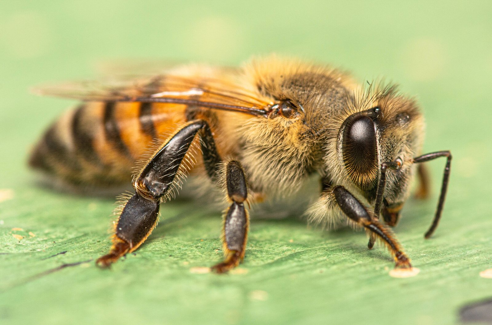 Fascinantes abejas africanas: diversidad y características