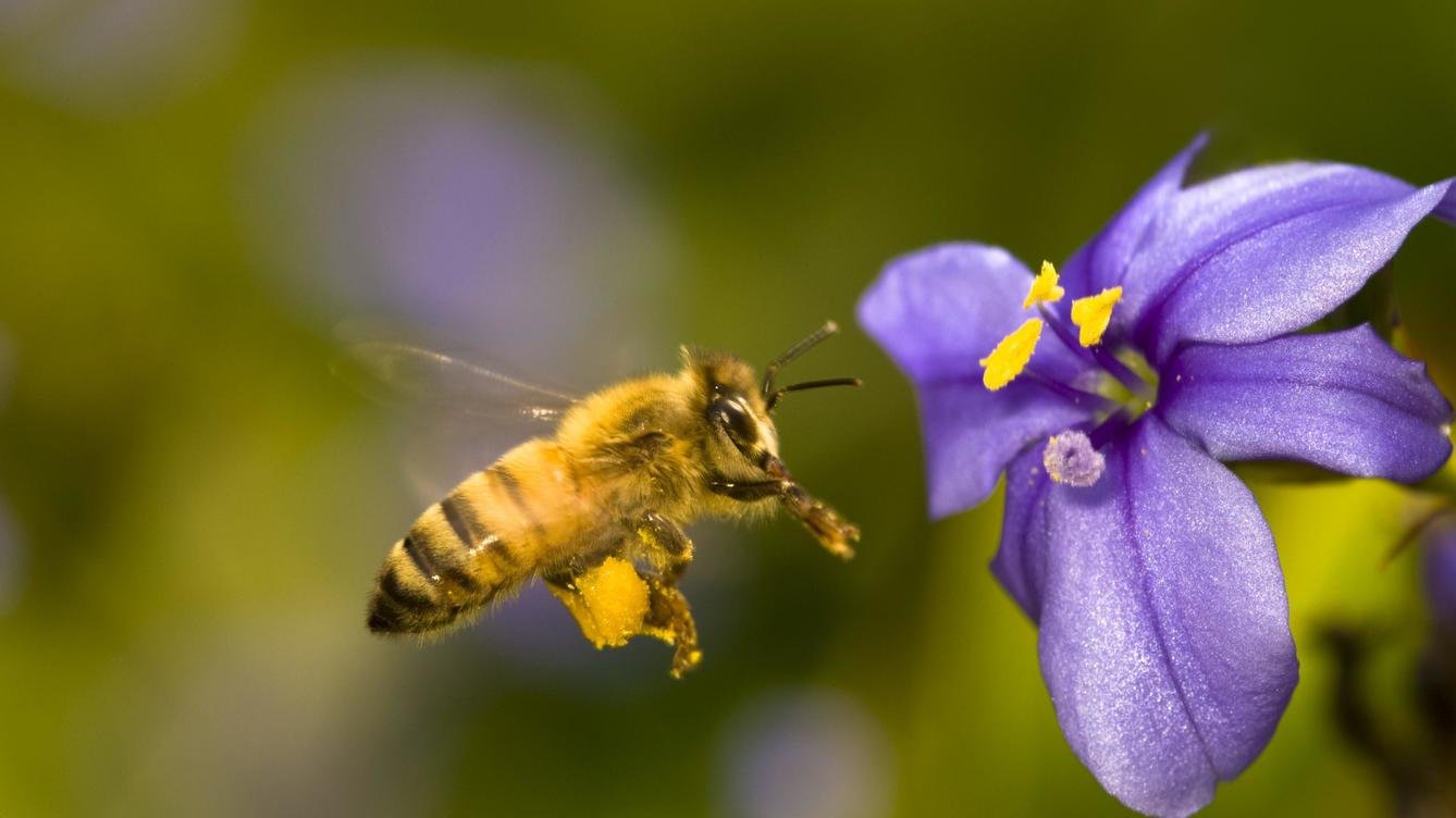 Control de abejas en el jardín: seguridad y responsabilidad