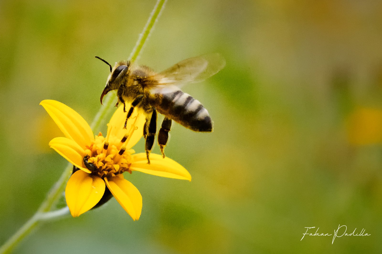 Viaje increíble de las abejas: kilómetros y método de vuelo fascinante