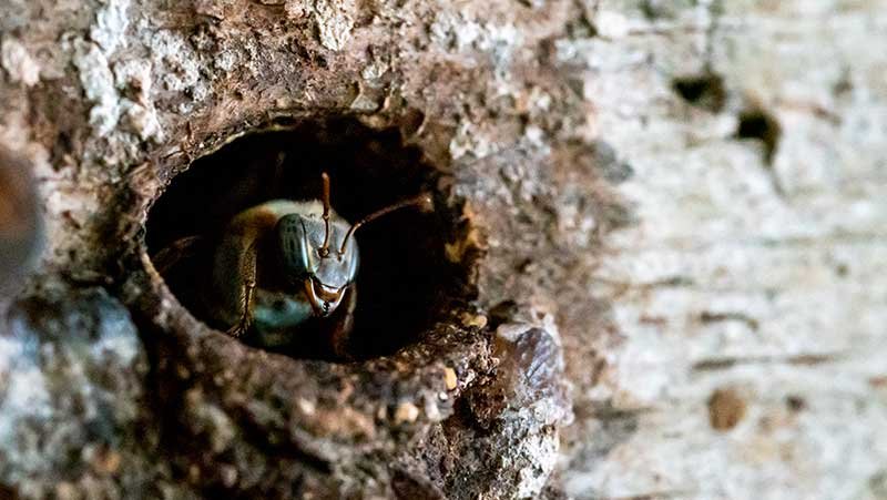 Consejos para remover abejas sin dañarlas