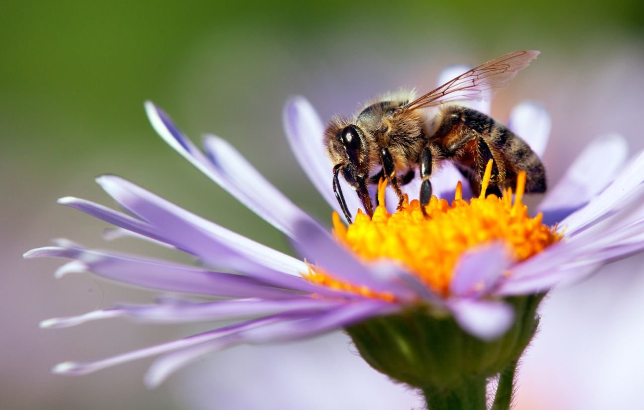 La importancia de las abejas como polinizadores para la supervivencia humana