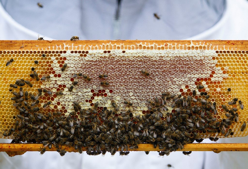 Longevidad de las abejas en colmenar orgánico: ¿cuánto viven?