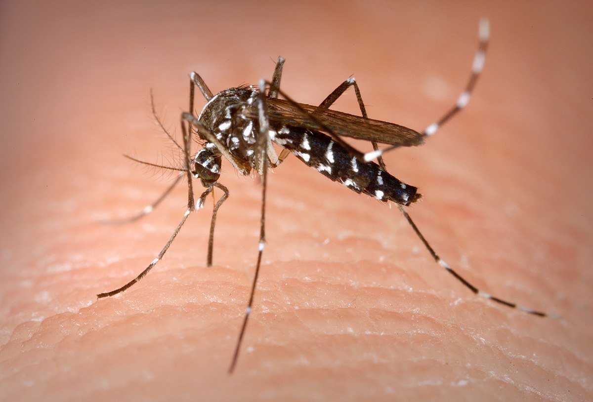 Mosquito transmisor del dengue: ¿Aedes aegypti o Aedes albopictus?