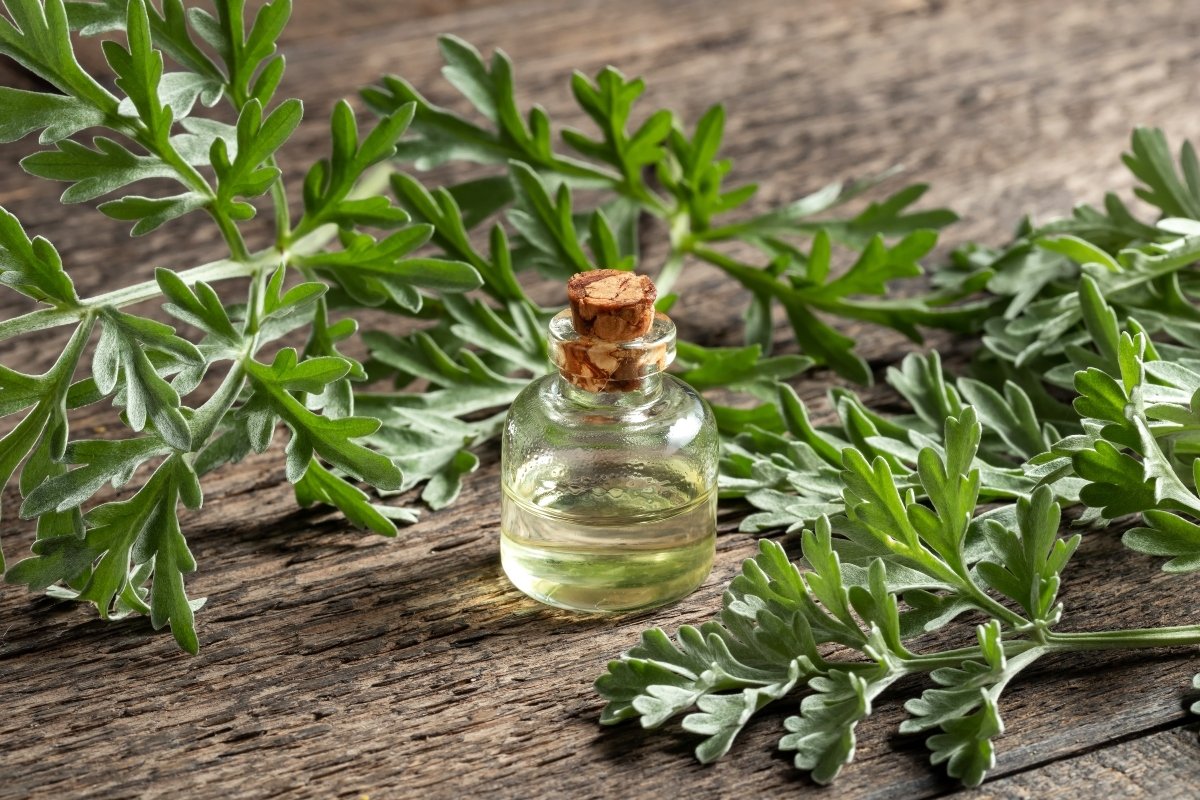 Aliado contra insectos: el ajenjo Artemisia absinthium