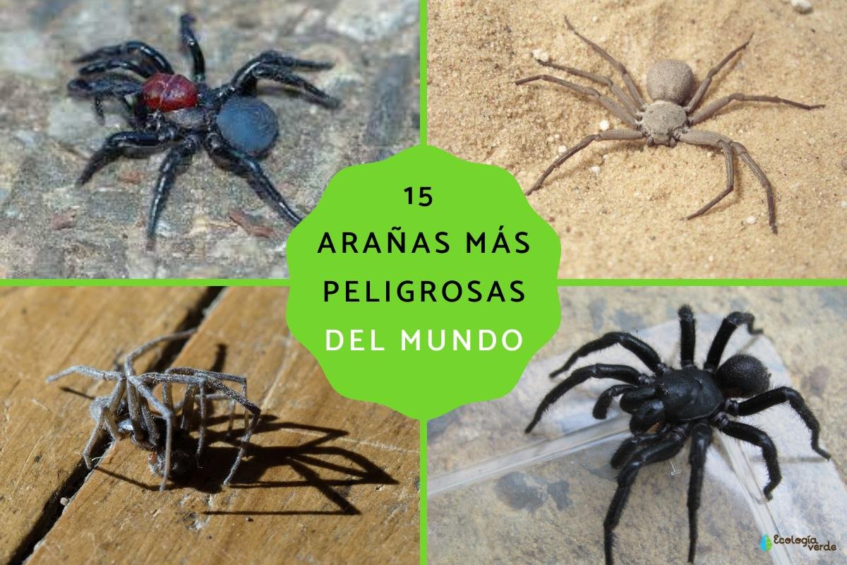 ¿Qué tan peligrosas son las madres de alacrán y arañas látigo?