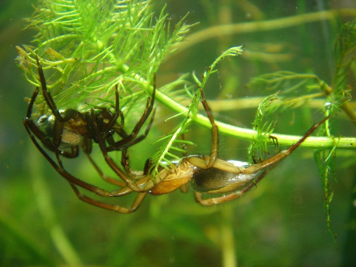 La increíble araña acuática que puede respirar bajo el agua