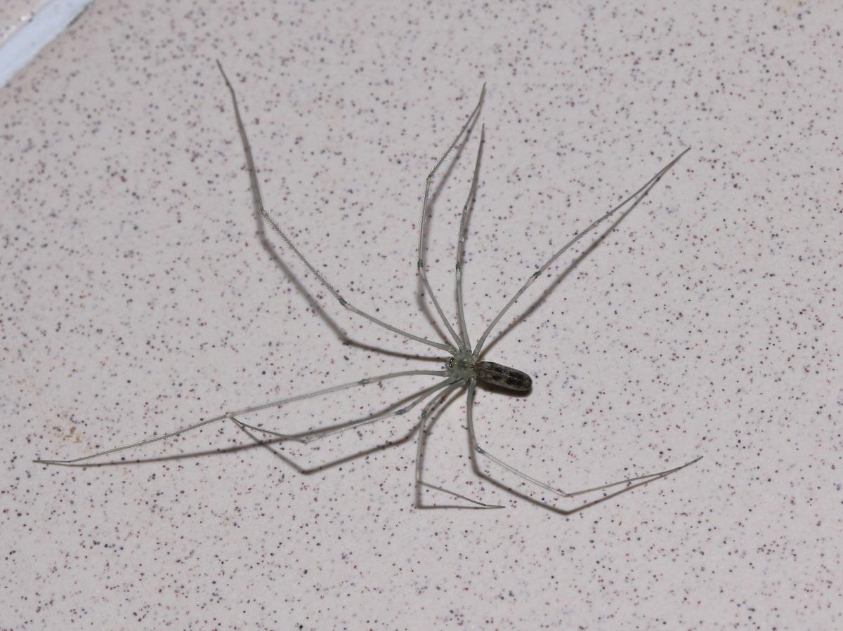 Vida promedio de una araña de patas largas: ¿Cuánto tiempo vive?
