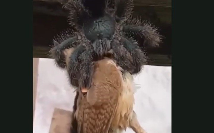 La araña goliat: un depredador capaz de cazar y devorar aves