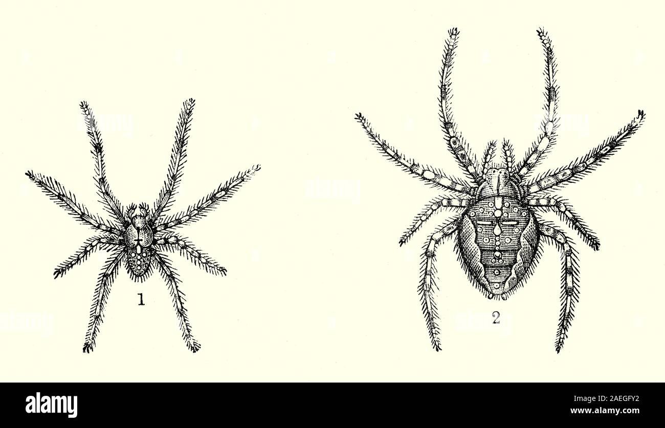 Diferencias entre araña hembra y macho: ¡Descubre cómo identificarlas!