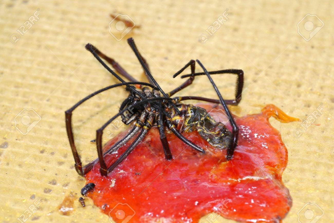 Tiempo de muerte de arañas tras uso de insecticida: ¿Cuánto tardan en morir?