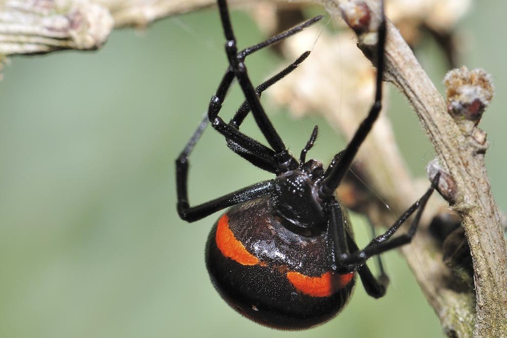 Peligro de las picaduras de araña: ¿cómo afecta mi salud?