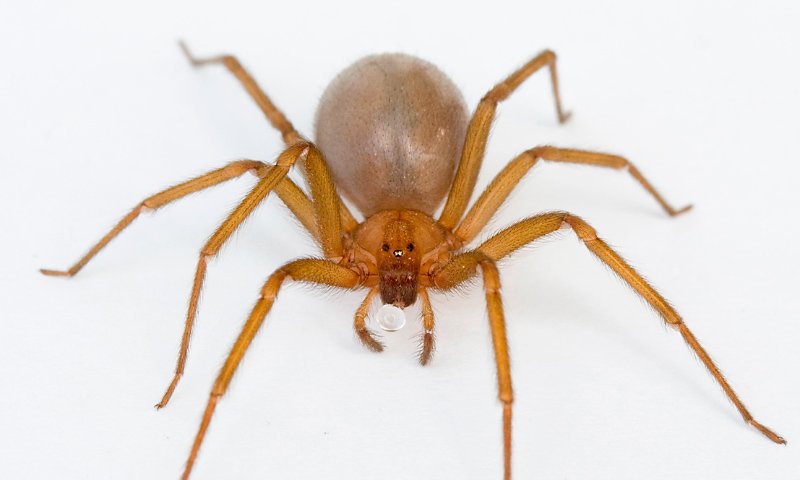 Conoce las peligrosas consecuencias del veneno de la araña violinista