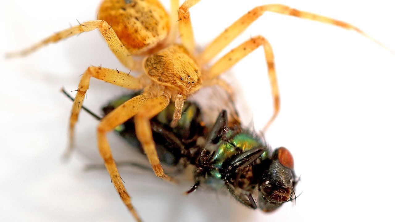 ¿Las arañas son carnívoras? Descubre su alimentación y si comen carne
