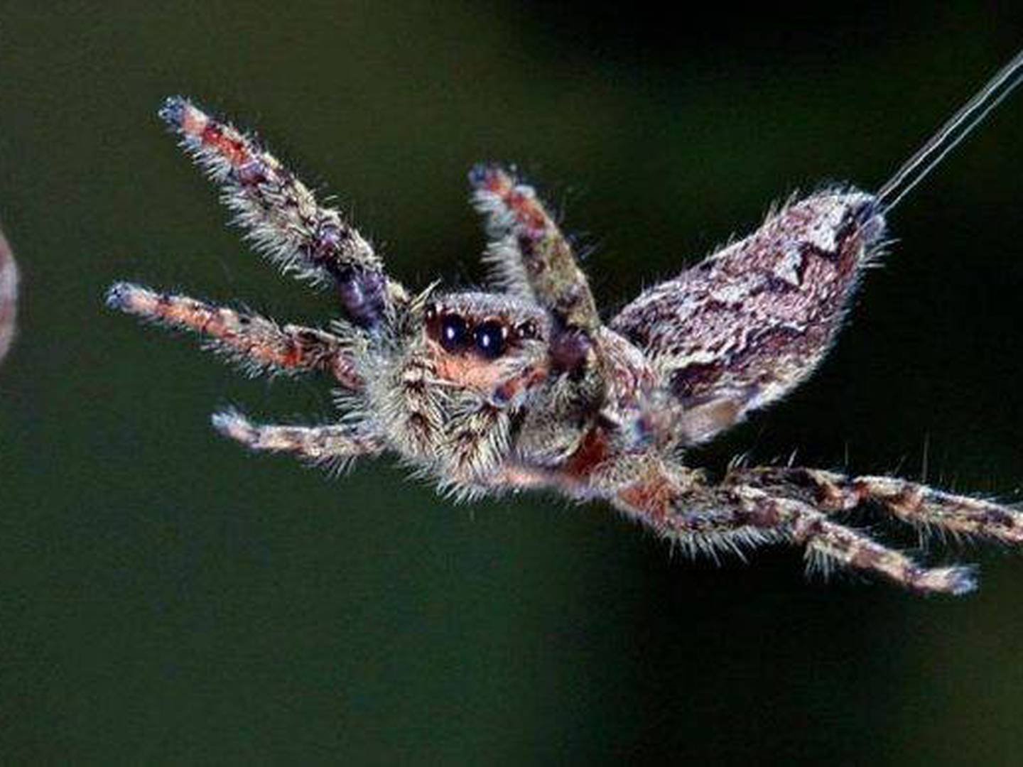 Hallazgo asombroso: arañas capaces de producir electricidad