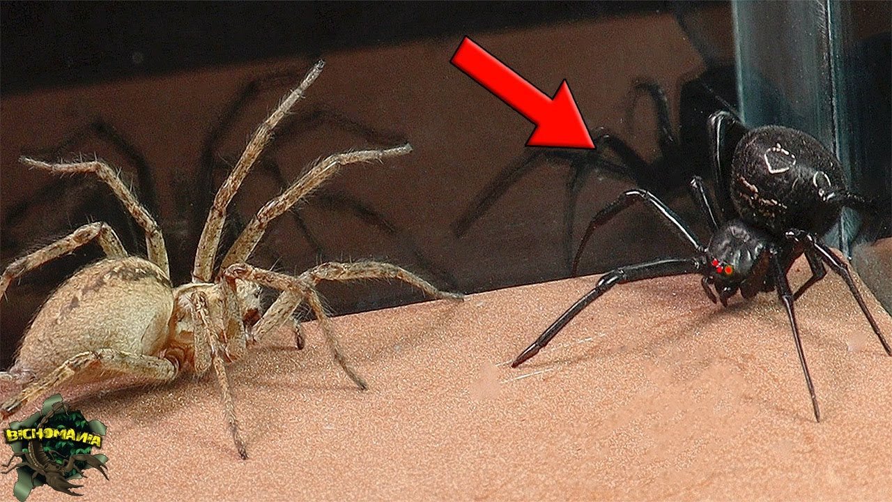 El increíble mundo de las arañas: cazando y tejiendo con maestría