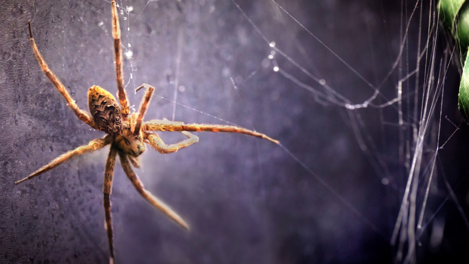 La diversidad de arañas en la región: conoce los tipos más comunes