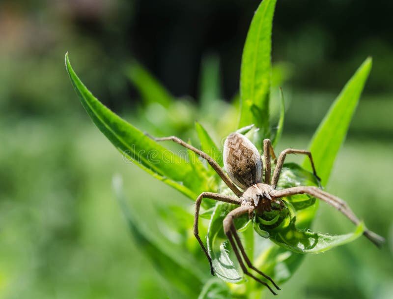 La importancia de las arañas en el ecosistema y su número en el mundo
