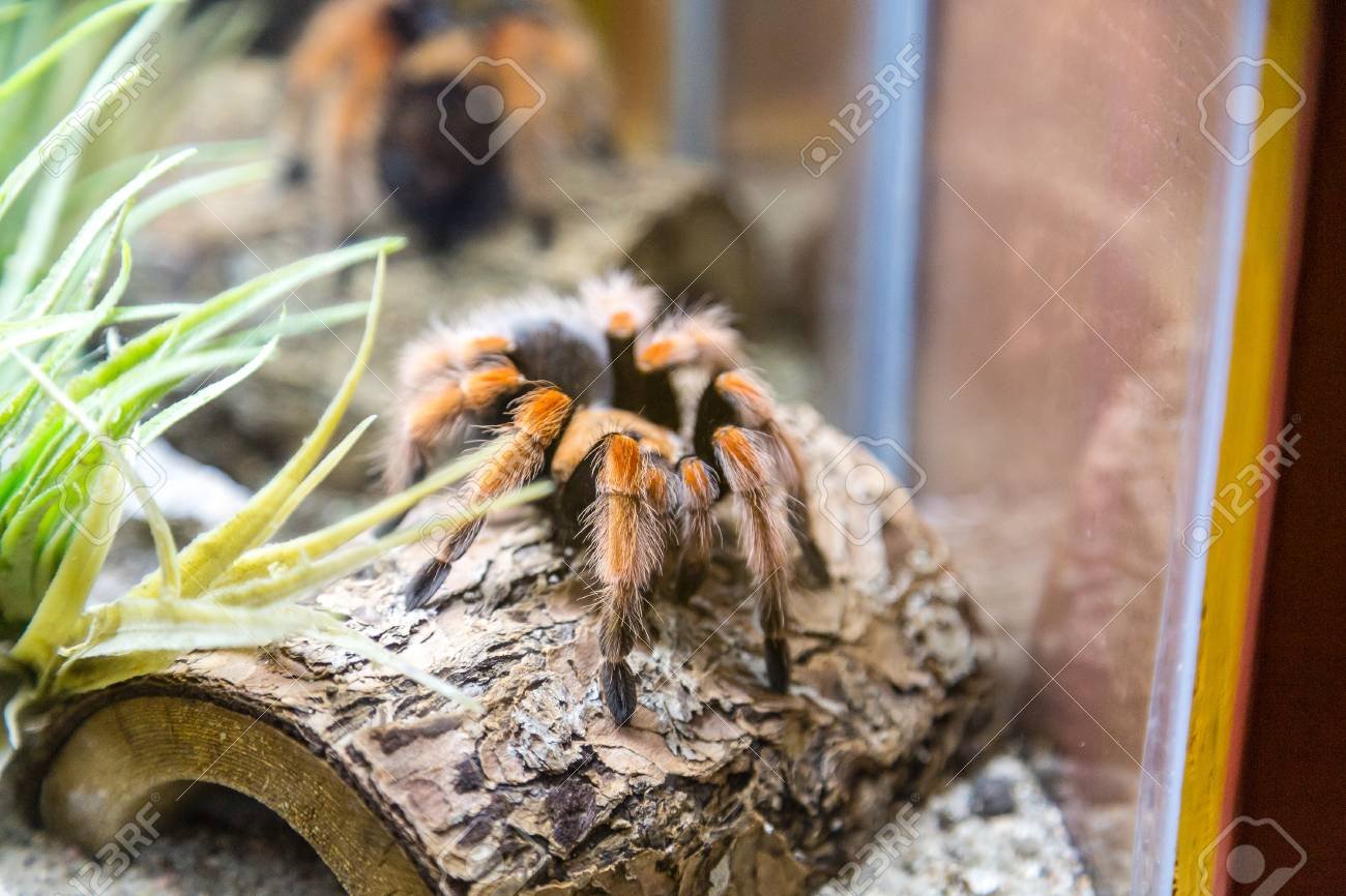 La importancia del consumo de arañas en el equilibrio del ecosistema