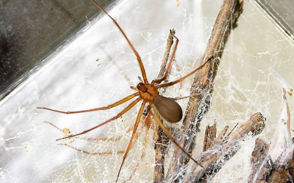 Arañas peligrosas: agresivas y defensivas ante amenazas