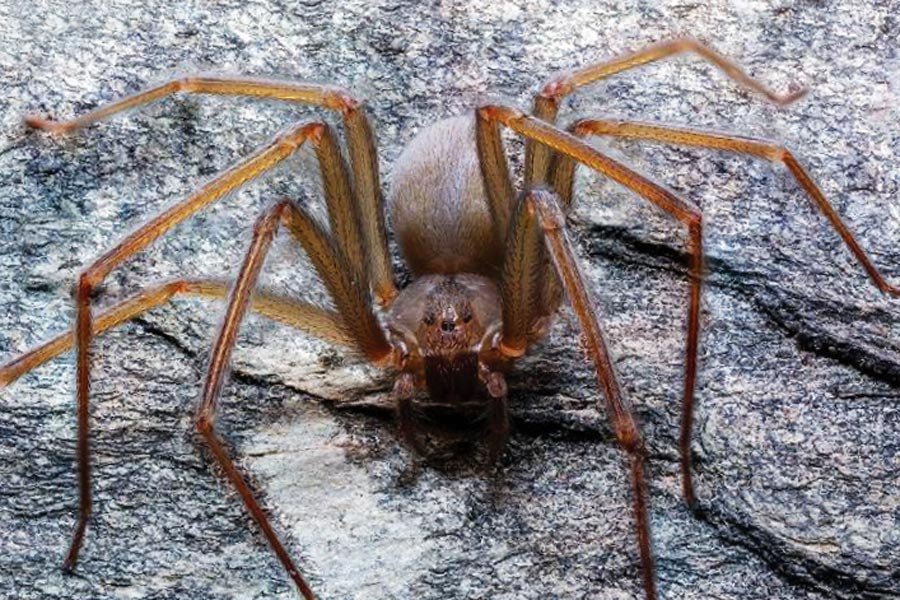 Descubre el hábitat de las arañas violinistas y dónde se esconden