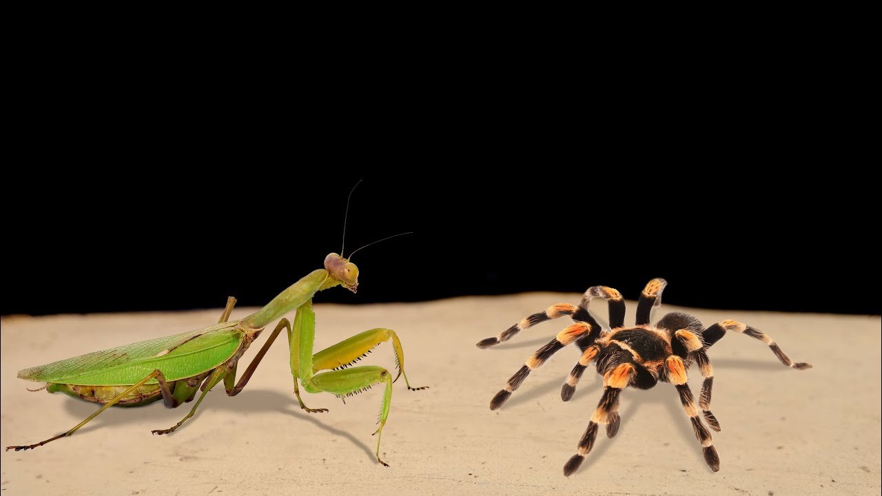 La dieta de las mantis: arañas pequeñas, su alimento predilecto