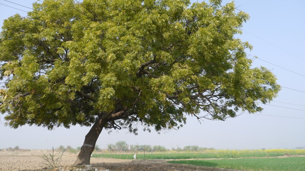 Efectividad del árbol de neem en el control de plagas e insectos