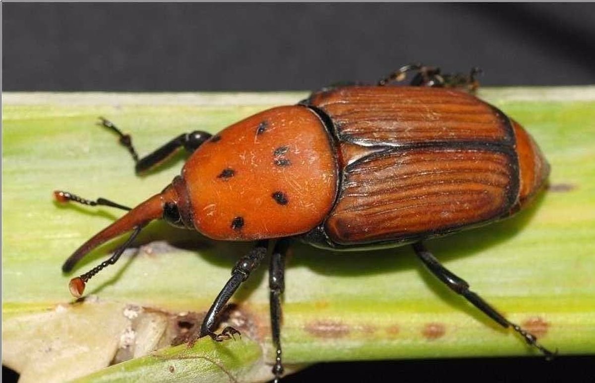 La composición del caparazón de los escarabajos: un misterio revelado