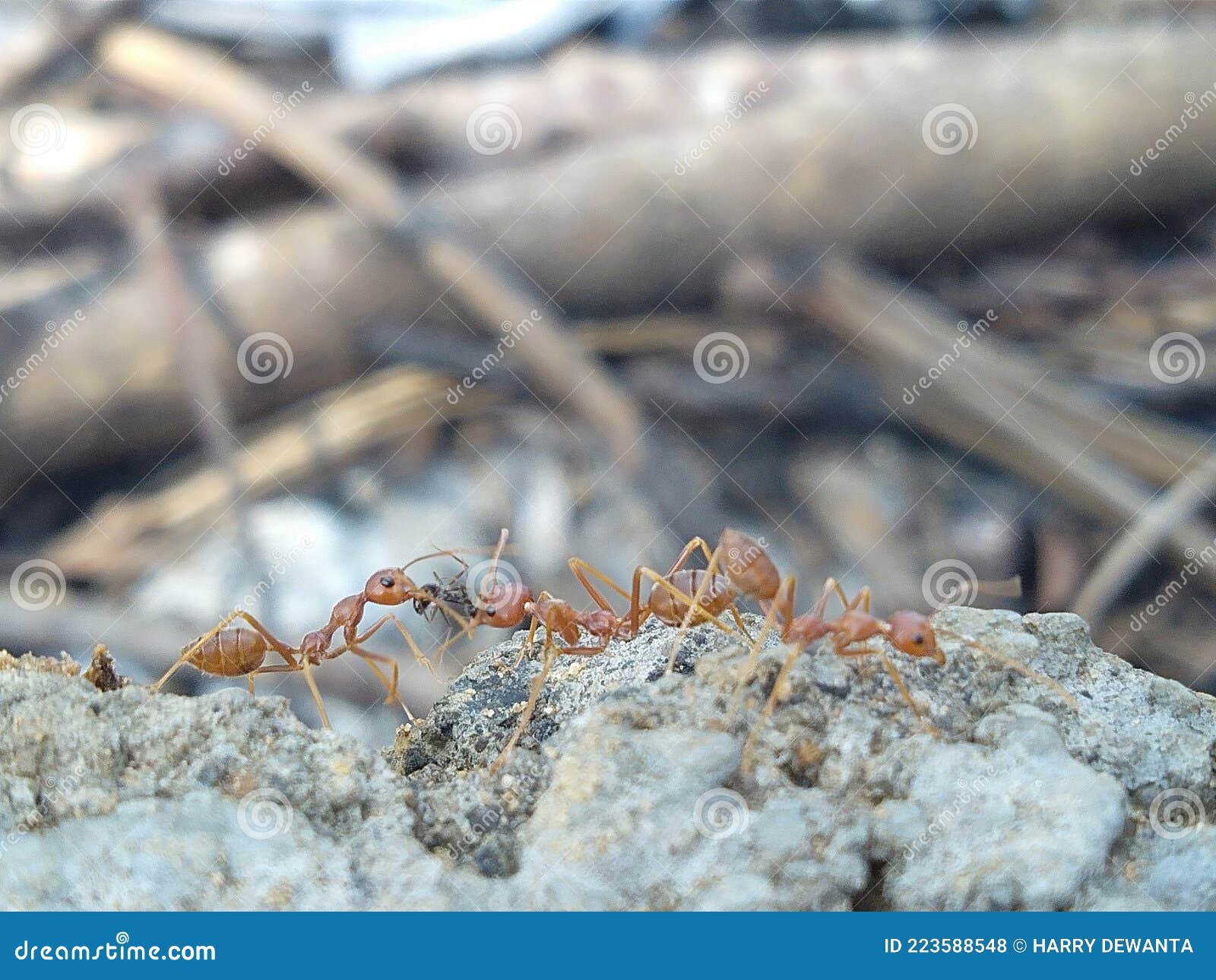 La eficiencia de las colonias de hormigas en alcanzar sus metas