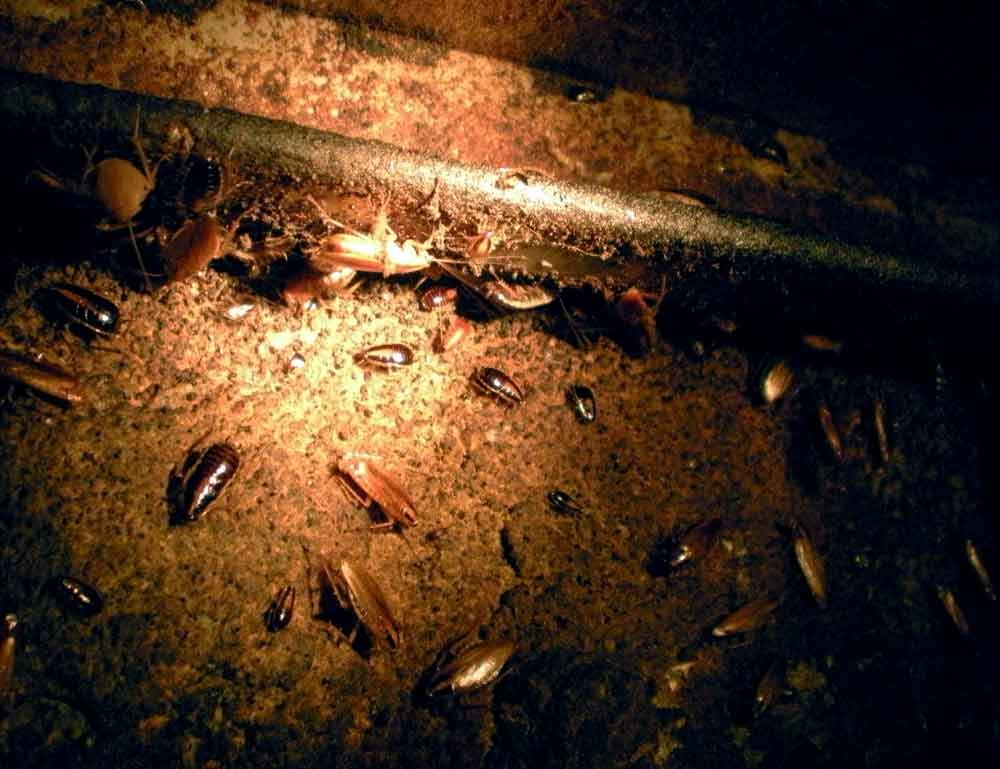 Secretos de la visión nocturna de la cucaracha al descubierto