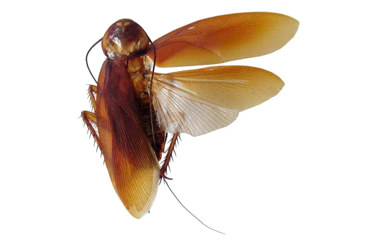 Descubre el increíble animal volador similar a una cucaracha pequeña