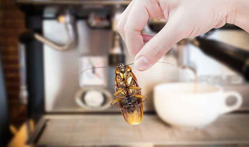 Protege tus alimentos: evita que las cucarachas abran las bolsas de comida