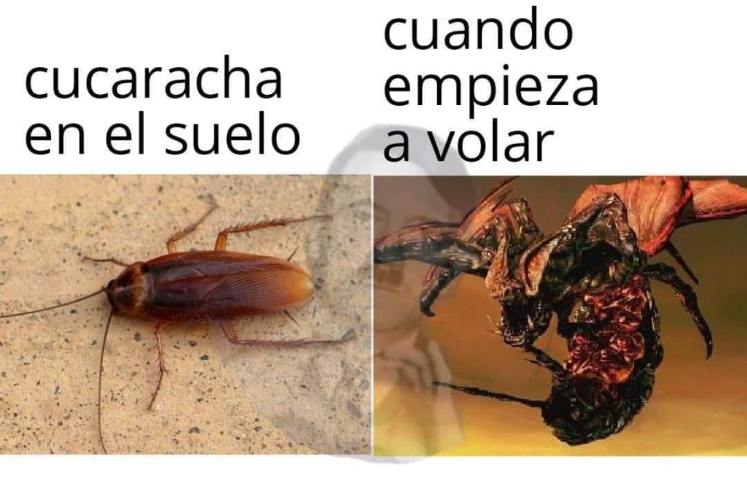Memes de cucarachas voladoras: diversión en redes sociales