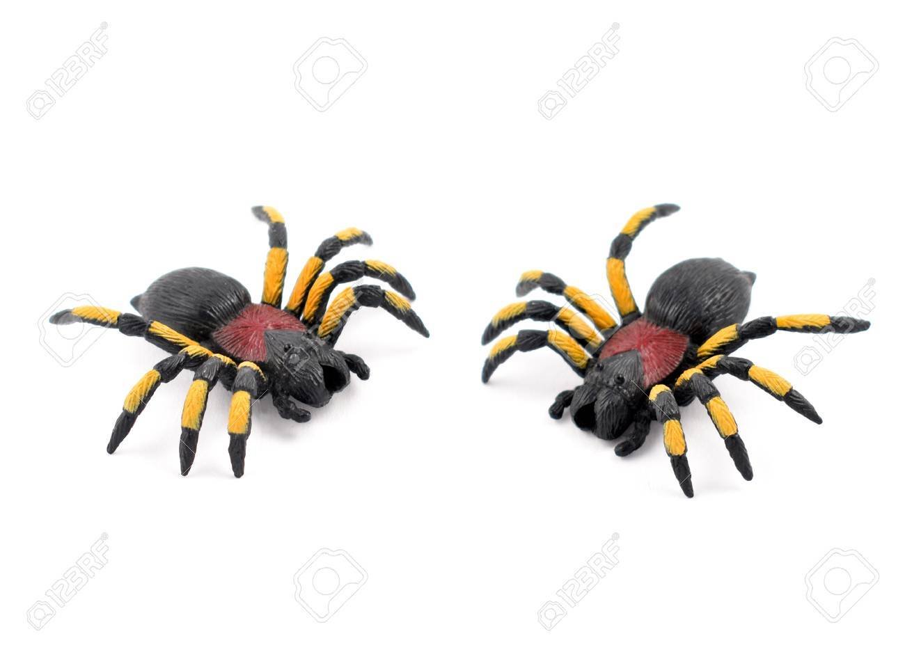 La cantidad total de patas en dos arañas: ¿cuántas son?