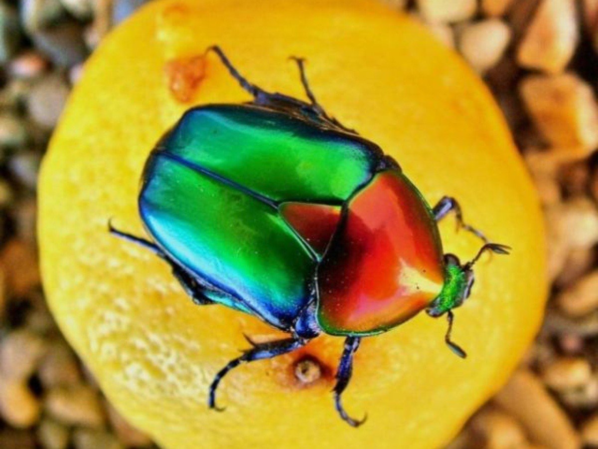 El escarabajo carnívoro: una amenaza para los seres humanos
