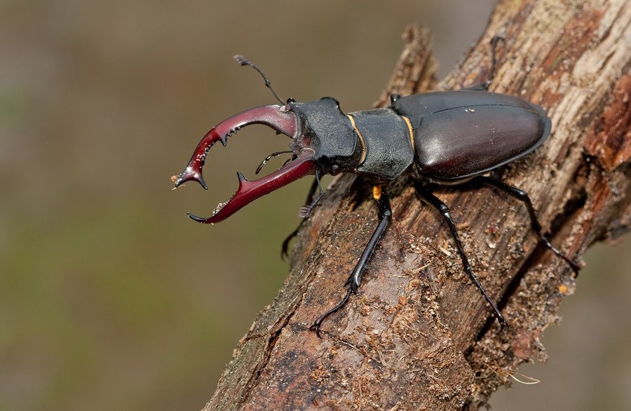 Guía para identificar al escarabajo ciervo volante kuwagata