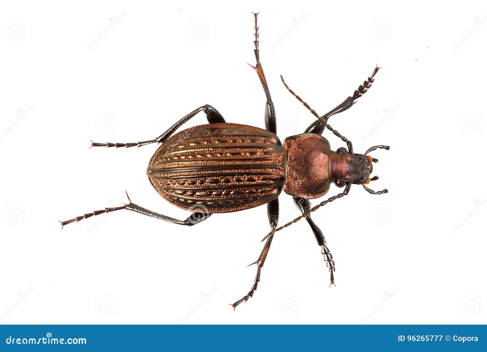 El escarabajo: su orden y características distintivas