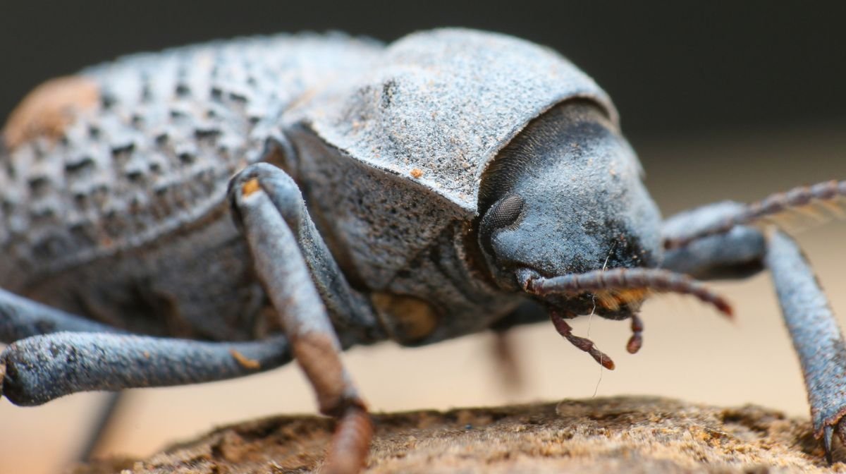 Los escarabajos: maestros de la adaptación en el desierto