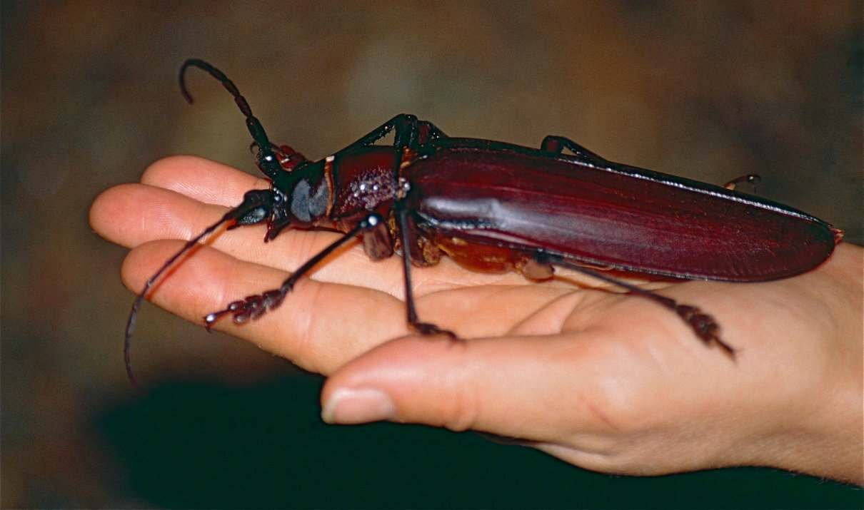 El peso del escarabajo goliat: el gigante de los insectos