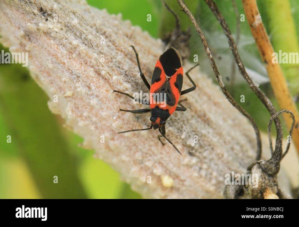 El escarabajo negro con rojo: características y alimentación