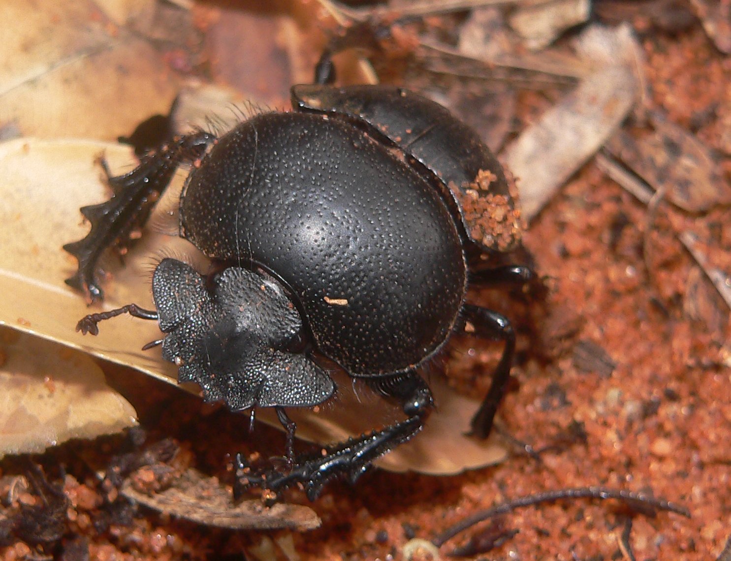 El peso promedio de un escarabajo pelotero adulto: ¿Cuánto pesan?