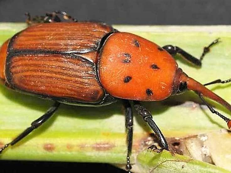 Protege tus cultivos del escarabajo picudo: consejos y estrategias