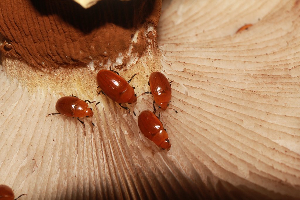 El escarabajo como vector de hongos: consecuencias y efectos