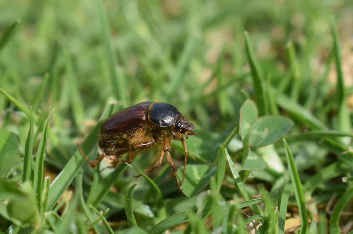 Explicación científica de los escarabajos en las lluvias