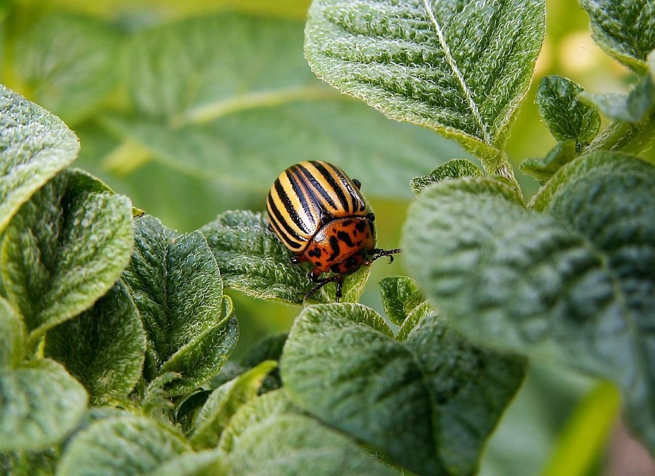Cultivos vulnerables a escarabajos: conoce y protege