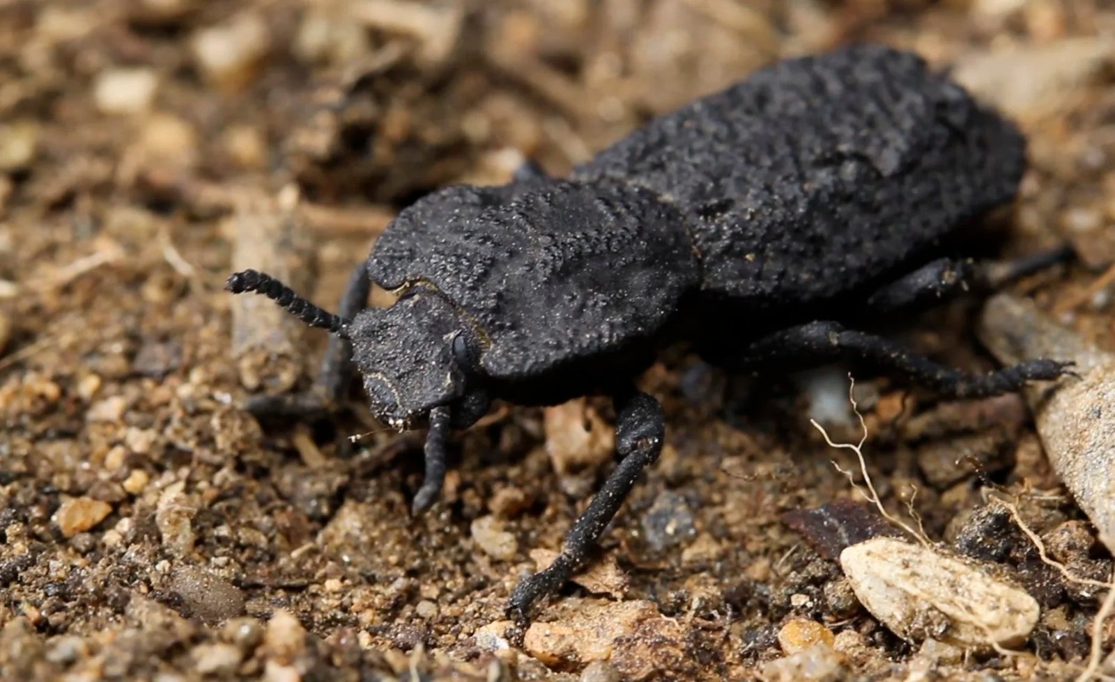 Escarabajos en México: portadores de hongos infecciosos para humanos