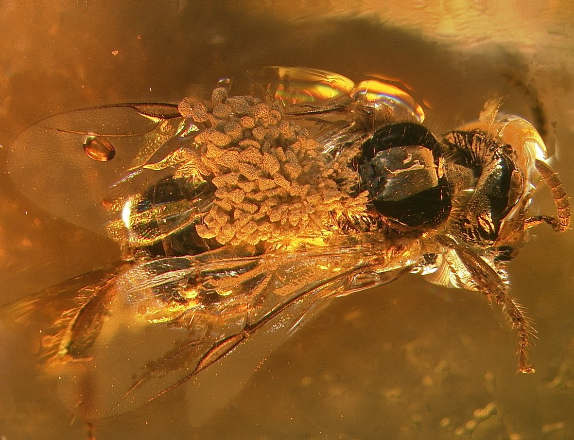 Origen ancestral de las abejas en la Tierra: un vistazo a su aparición