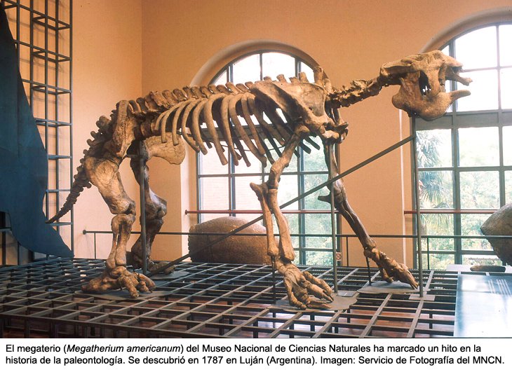 Hallan fósiles de osos hormigueros en era prehistórica