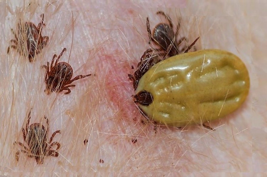 Origen del parásito Anaplasma en la sangre: ¿Procede de qué insecto?
