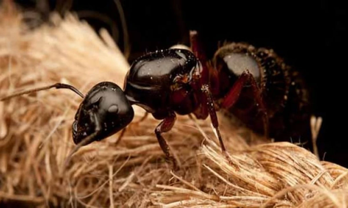 Riesgos y consecuencias de la hormiga come madera en Acapulco