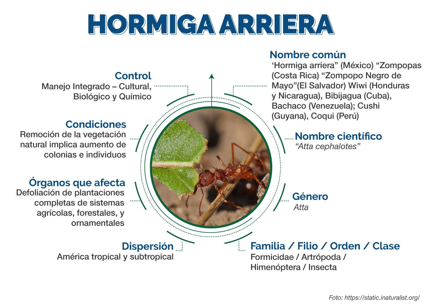 Beneficios de la hormiga arriera como fertilizante natural